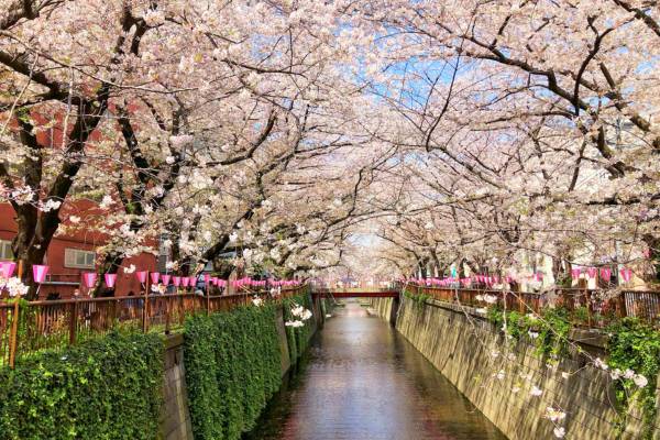 פריחת הדובדבן בטוקיו, תעלת מג'ורו