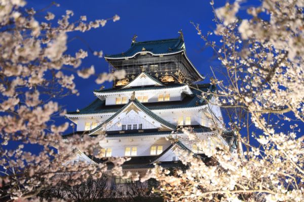 פריחת הדובדבן באוסקה