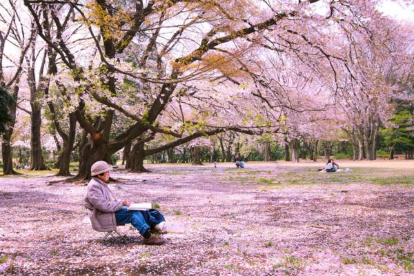 פריחת הדובדבן ביפן
