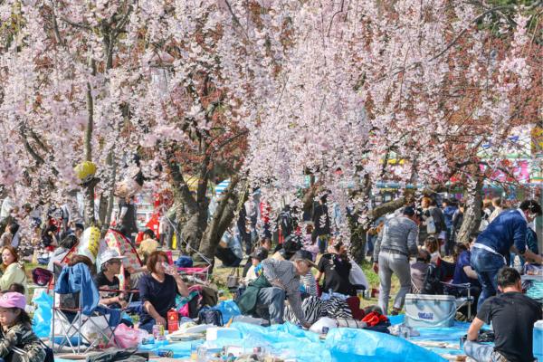 פיקניק בצל עצי הדובדבן