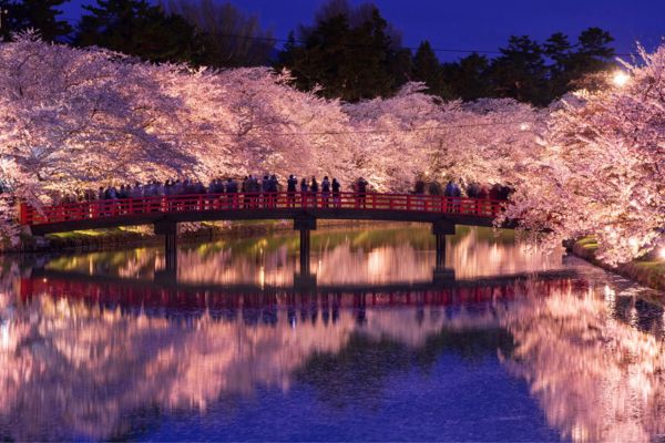 פריחת הדובדבן בפארק הירוסאקי בטוקיו