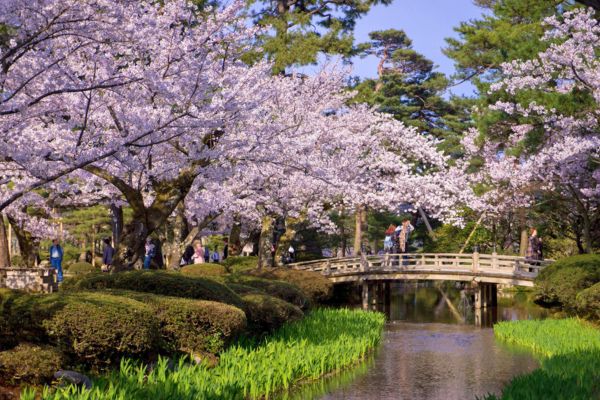 פריחת הדובדבן בגן קנרוקואן, בעיר קנאזווה