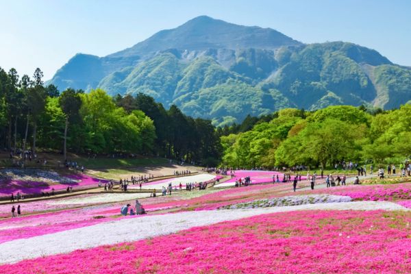 פריחה בפארק היטסוג'יאמה, צ'יצ'יבו
