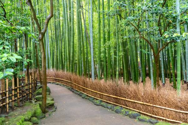 חורשת הבמבוק, מקדש הוקוקוג'י, קמקורה